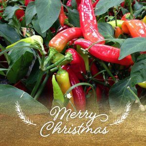 Meet your Posher, Florence